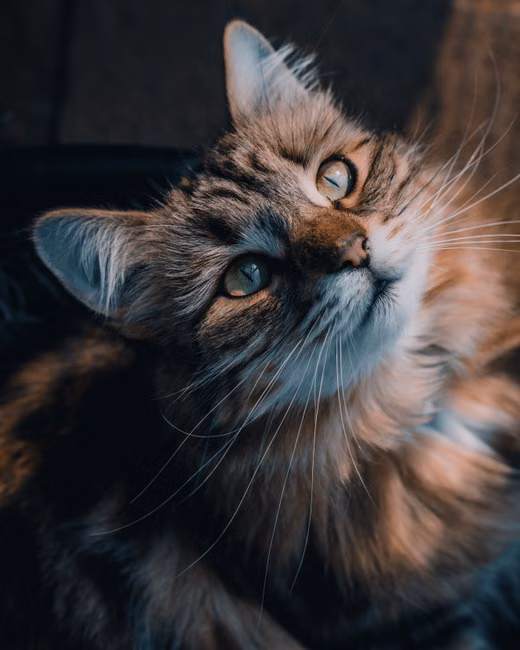 Cama Iglu para Gatos