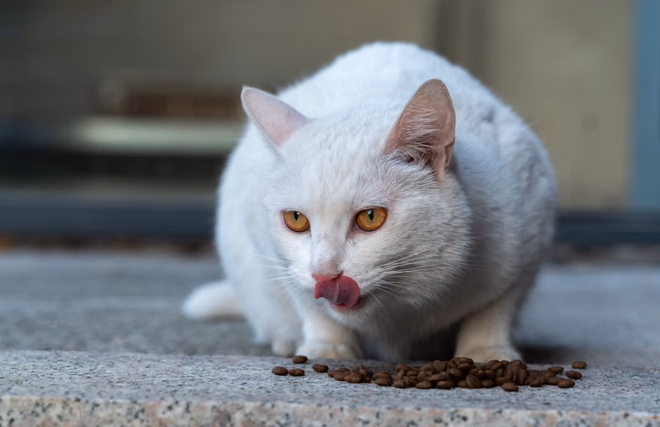 Varinha Interativa para Gatos